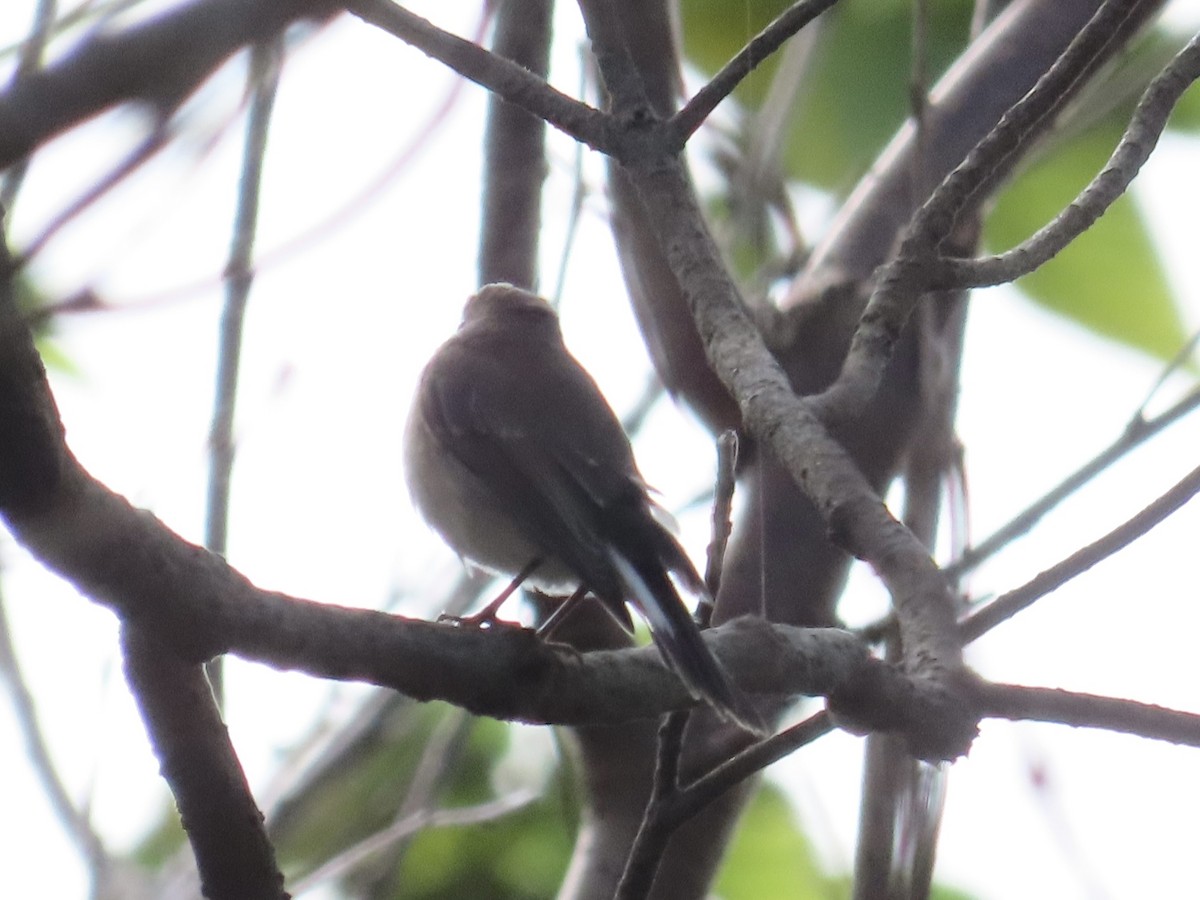 Мухоловка північна - ML646890463