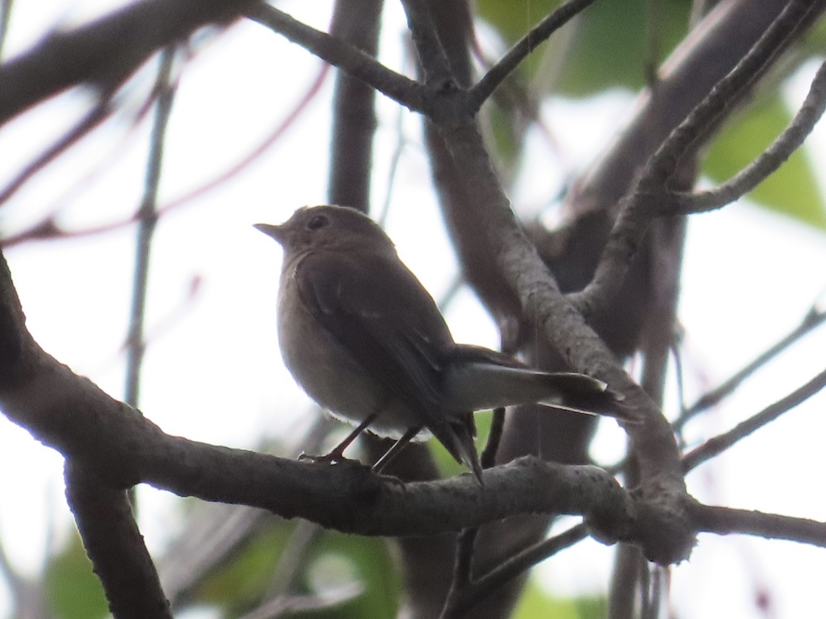 Мухоловка північна - ML646890464