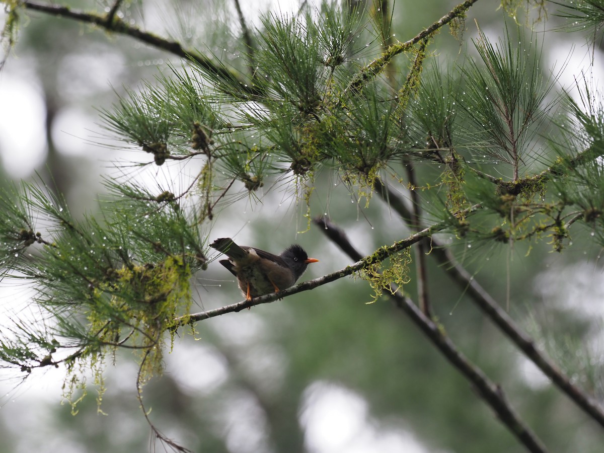 Горована реюньйонська - ML646890465