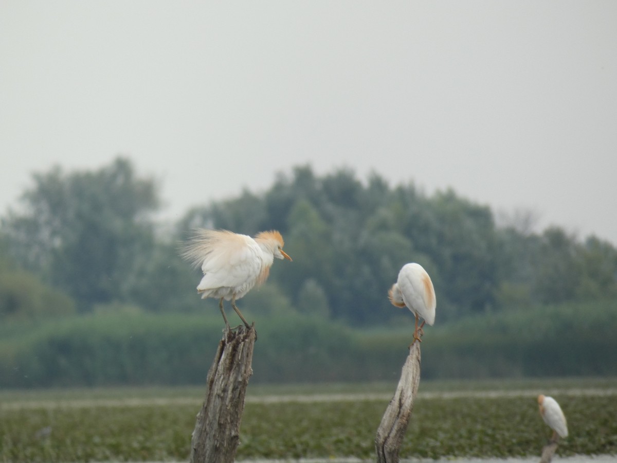 Western Cattle-Egret - ML646890466
