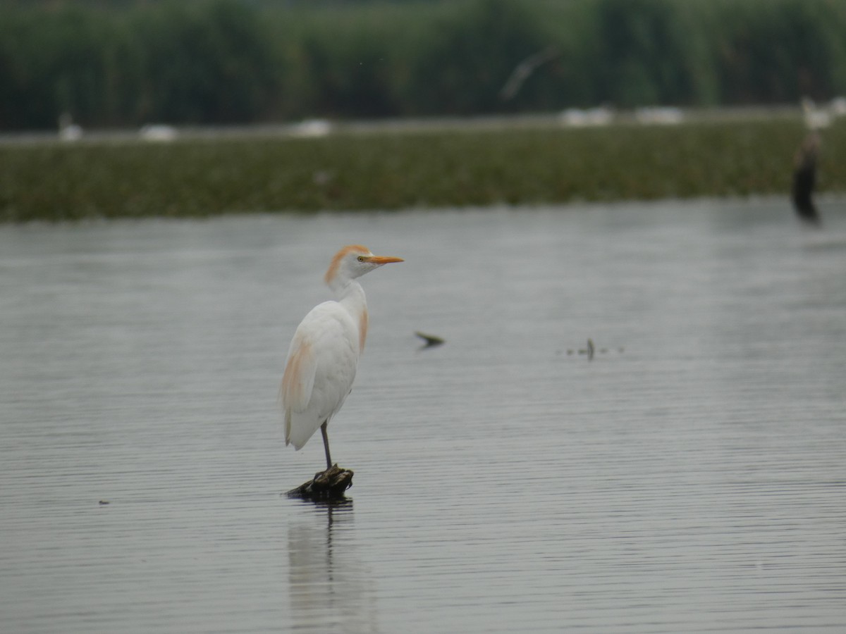 Western Cattle-Egret - ML646890467