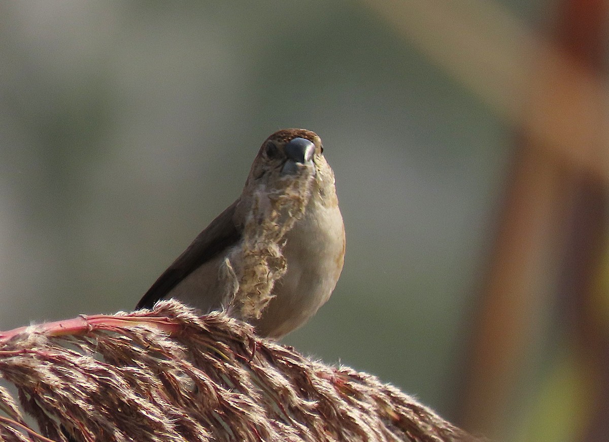 Сріблодзьоб індійський - ML646890468