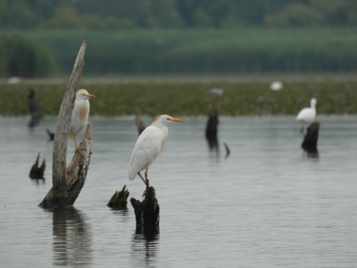 Western Cattle-Egret - ML646890469