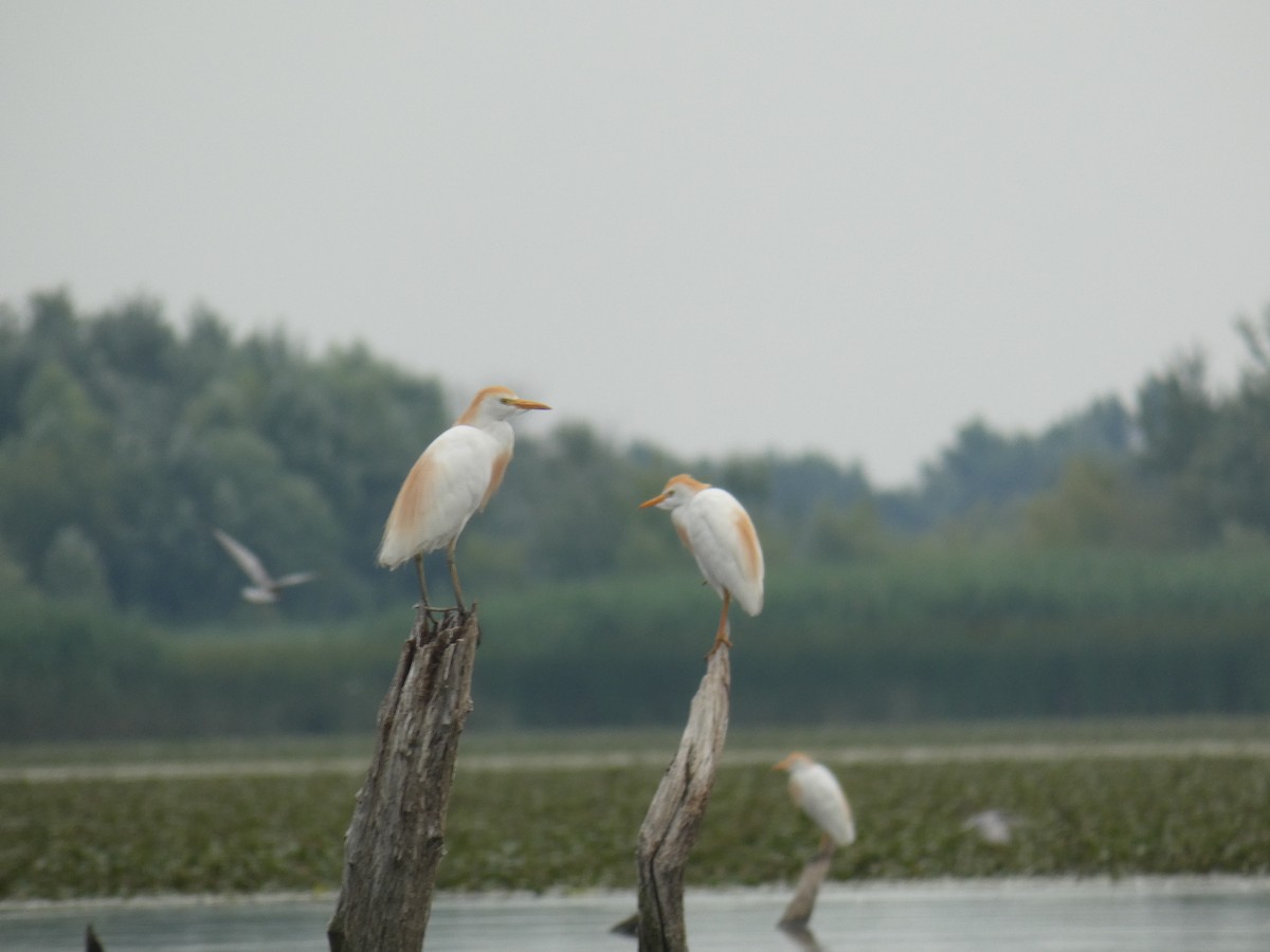 Western Cattle-Egret - ML646890470