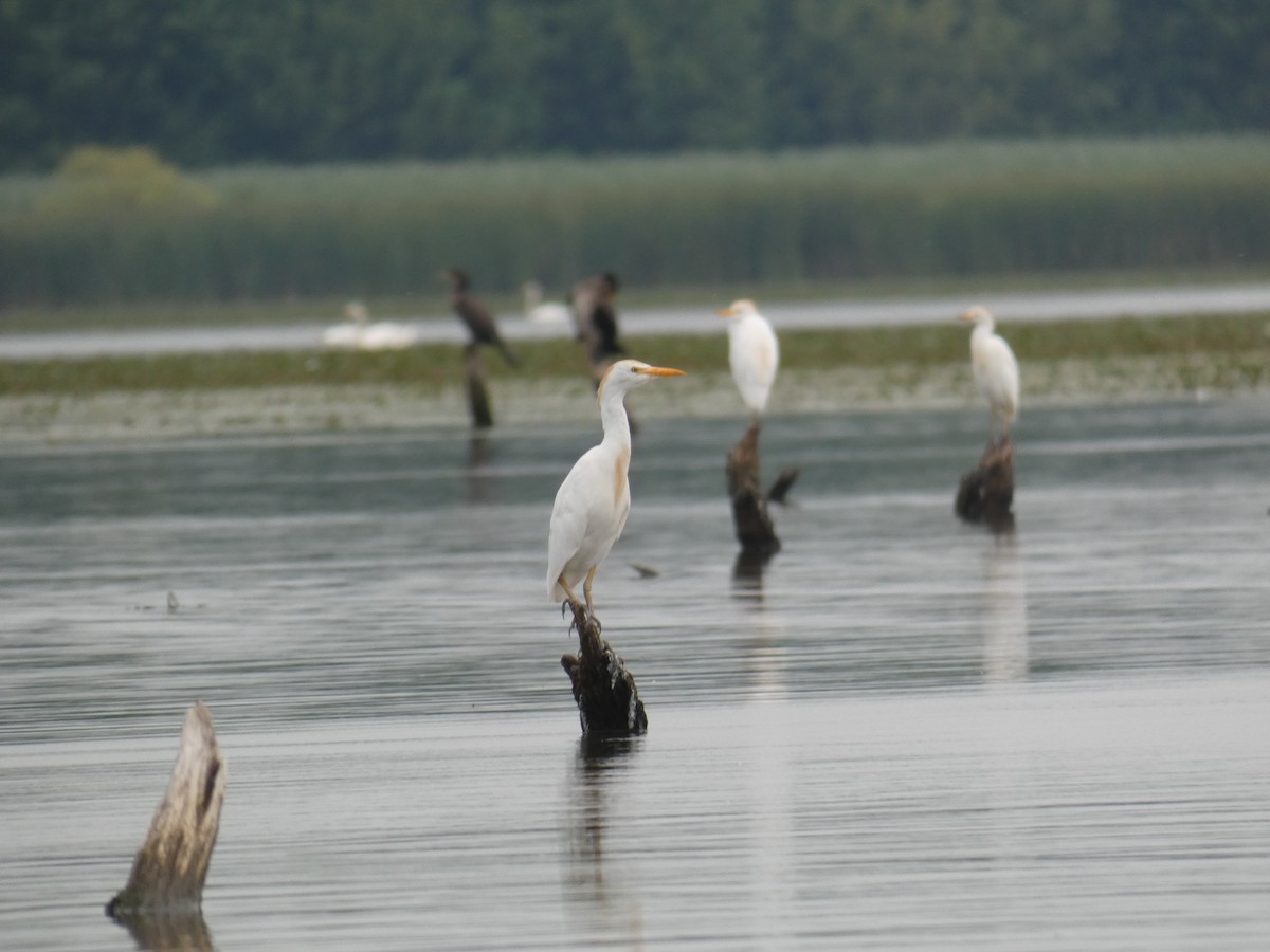 Western Cattle-Egret - ML646890472