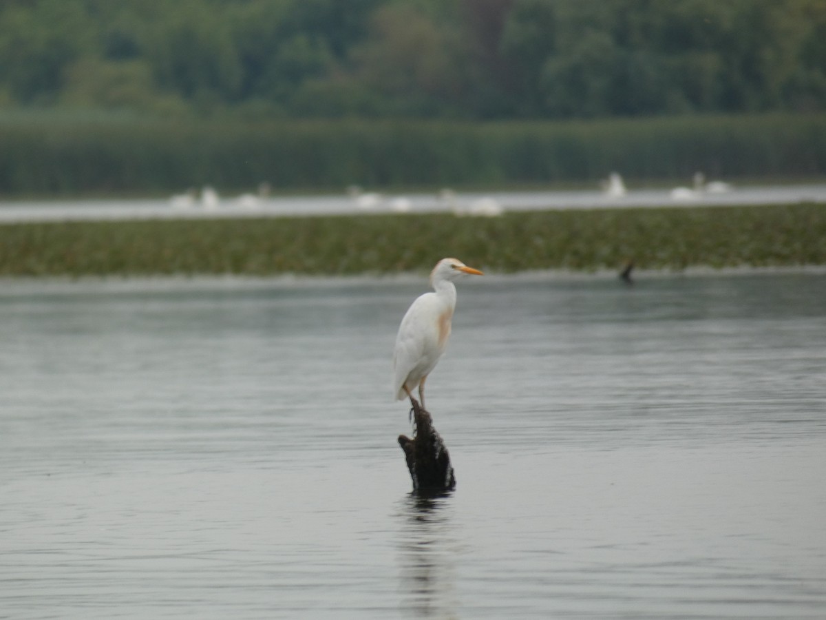 Western Cattle-Egret - ML646890473