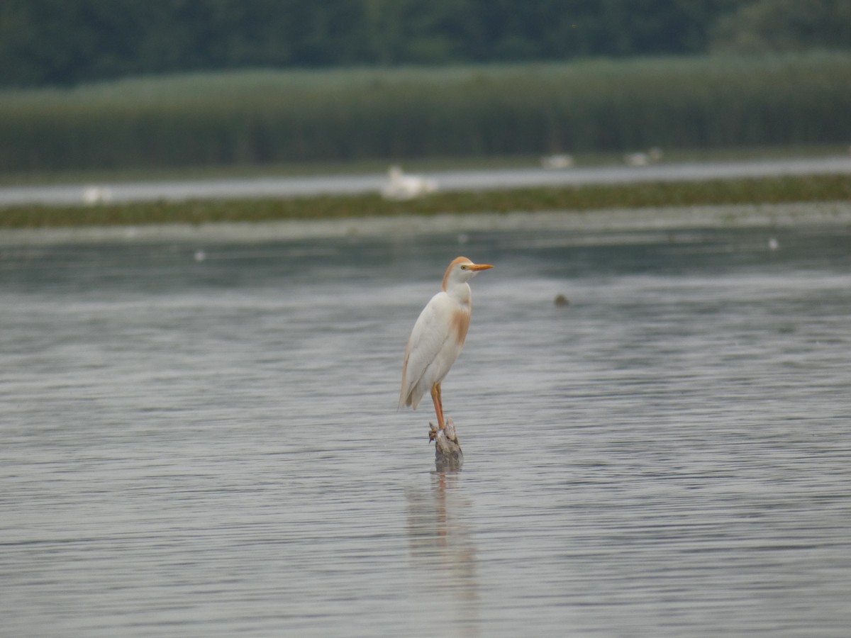 Western Cattle-Egret - ML646890474