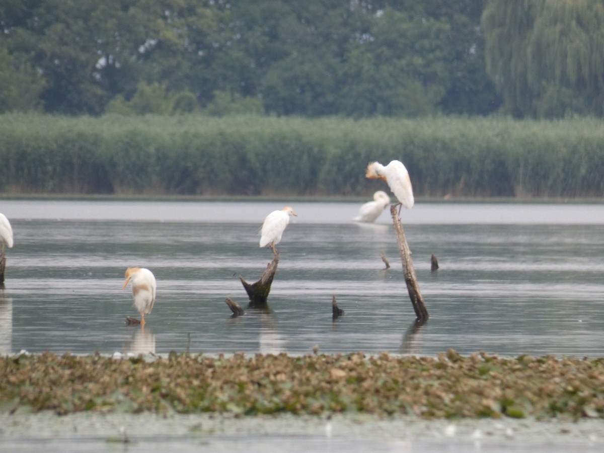 Western Cattle-Egret - ML646890475
