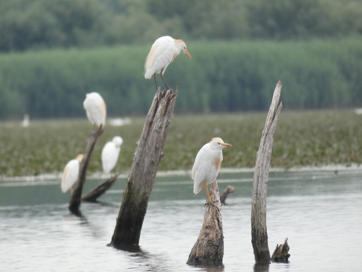 Western Cattle-Egret - ML646890476