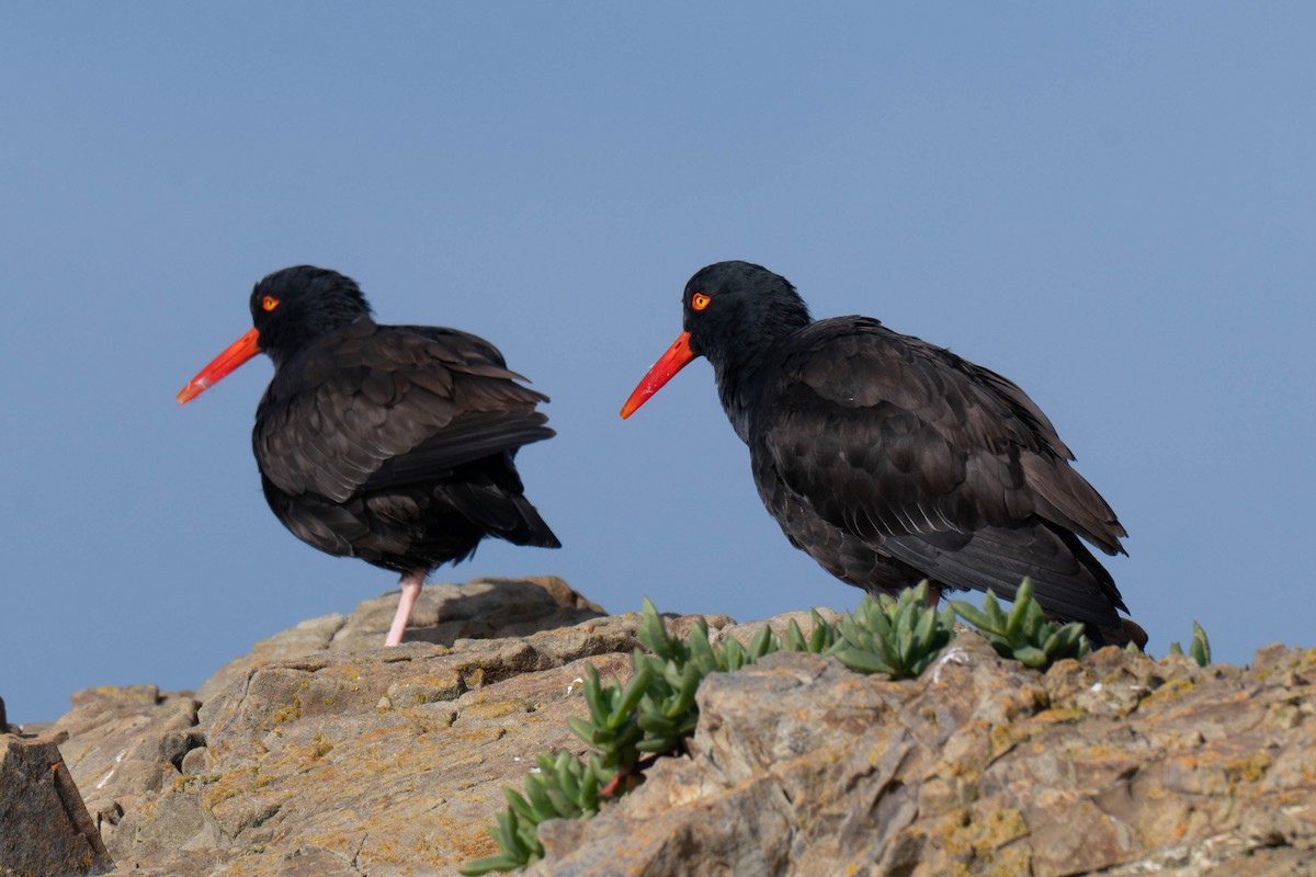 Кулик-сорока чорний - ML646890477