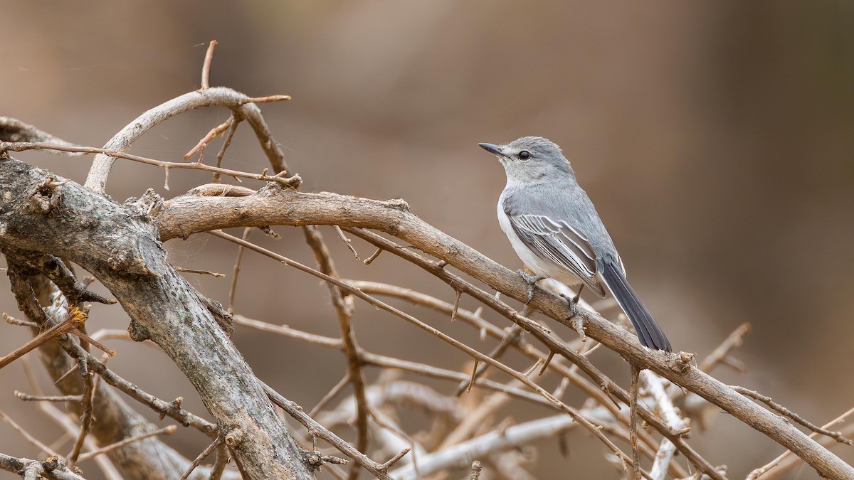 Мухоловка сива - ML646890478