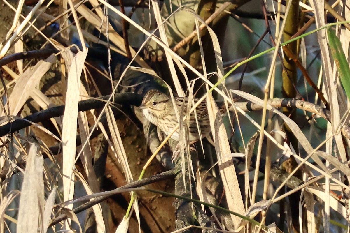 Пасовка вохриста - ML646890479