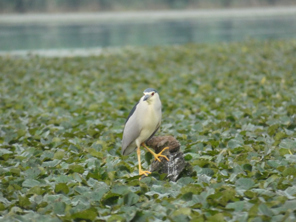 אנפת לילה - ML646890480