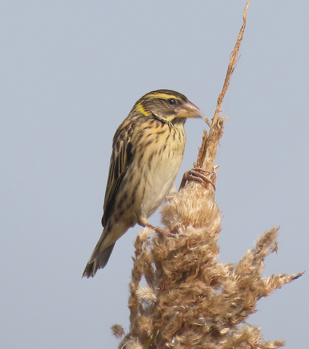 Ткачик смугастий - ML646890482