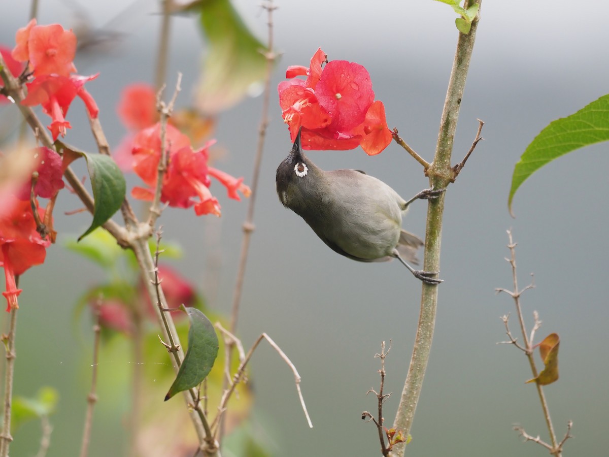 Окулярник реюньйонський - ML646890483