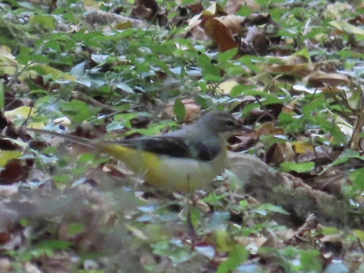 Плиска гірська - ML646890484