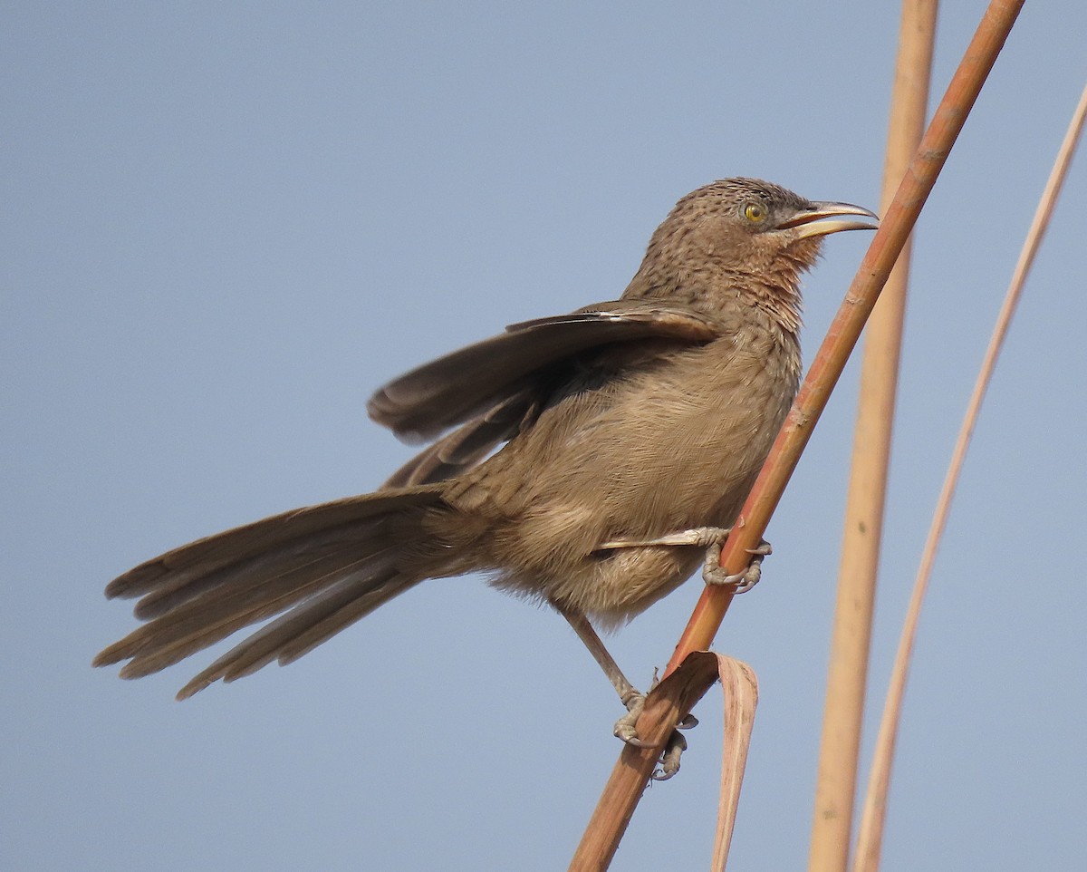 Кратеропа смугастоголова - ML646890486