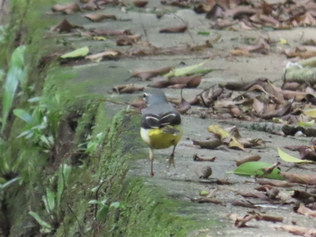 Плиска гірська - ML646890487