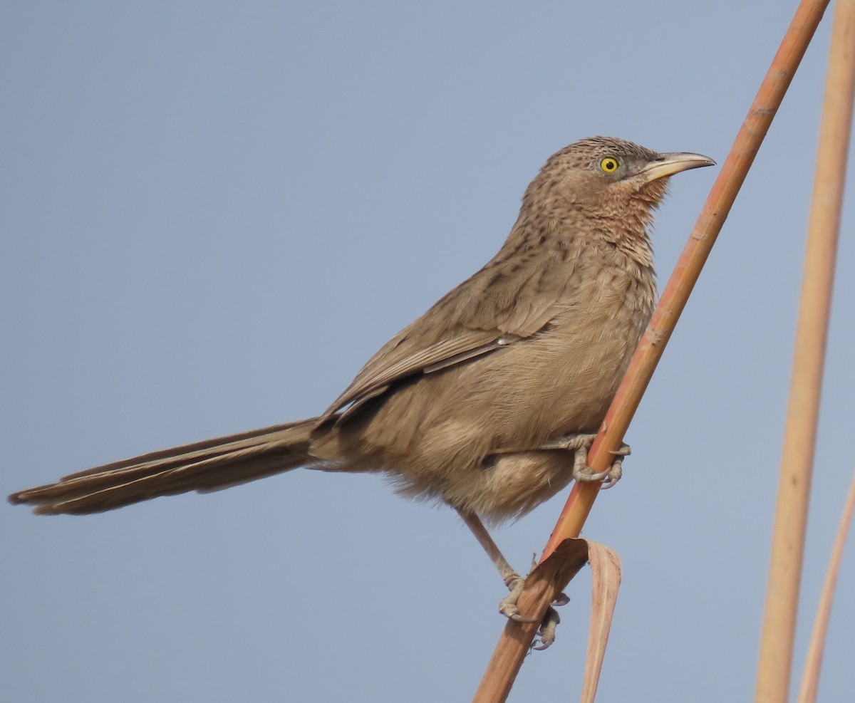 Кратеропа смугастоголова - ML646890488