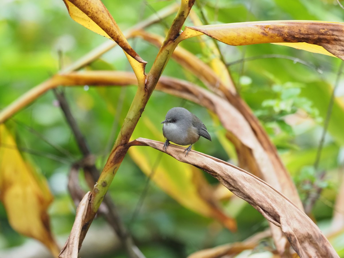 Окулярник білогузий - ML646890489