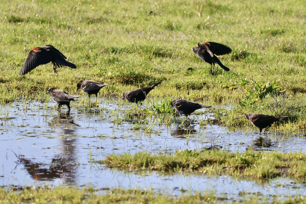 Еполетник червоноплечий - ML646890495