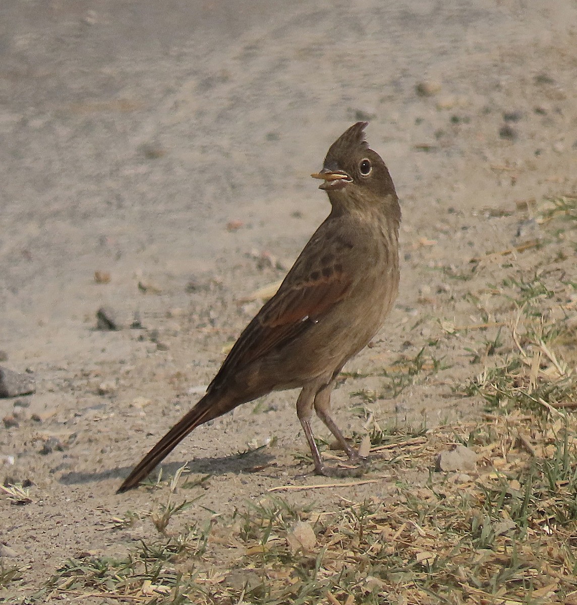Вівсянка чубата - ML646890497