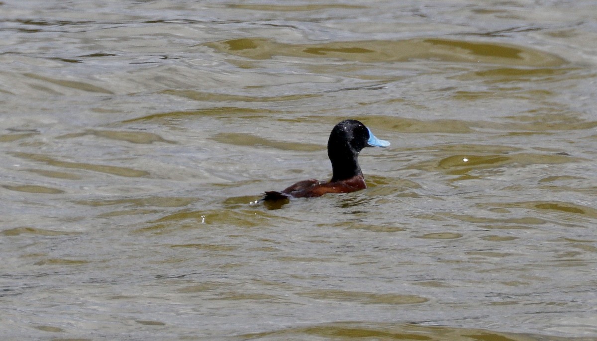 Австралийская савка - ML646890498