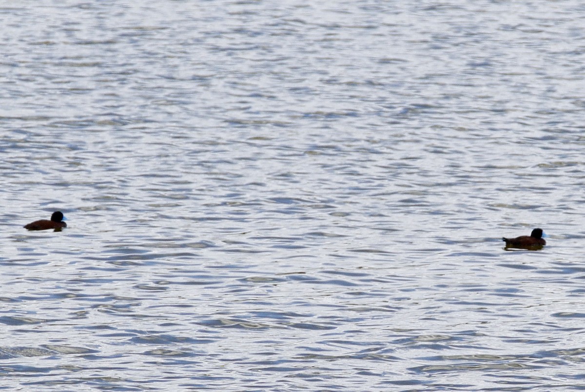 Австралийская савка - ML646890499