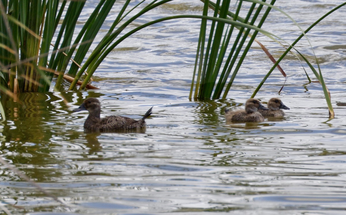 Австралийская савка - ML646890500