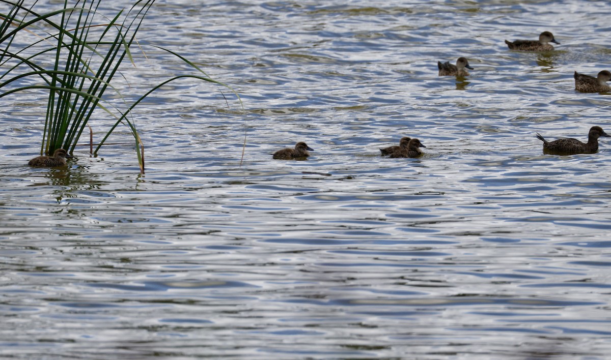 Австралийская савка - ML646890501