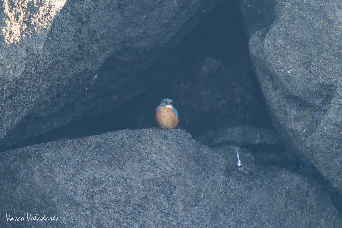 Рибалочка блакитний - ML646890503