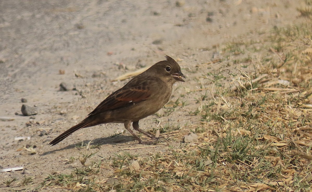 Вівсянка чубата - ML646890504