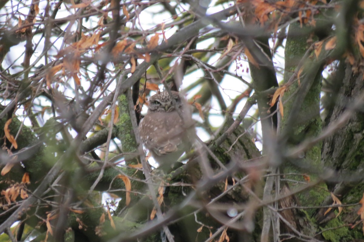 コキンメフクロウ - ML646890505