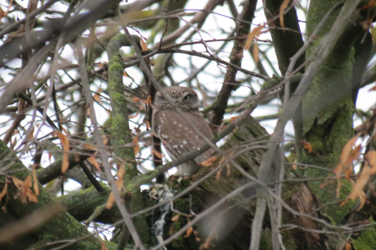 コキンメフクロウ - ML646890506