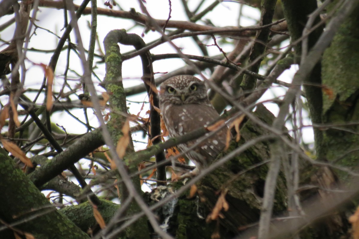 コキンメフクロウ - ML646890507