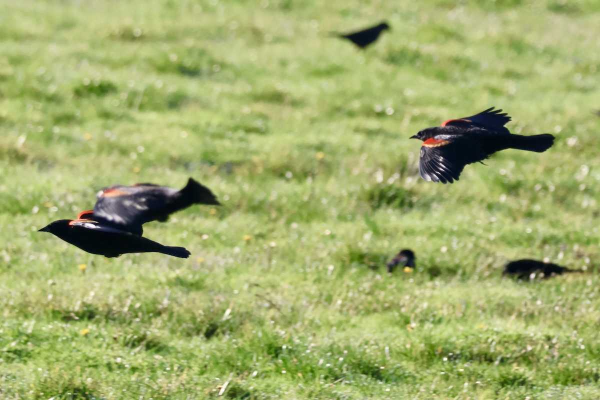 Red-winged Blackbird - ML646890509