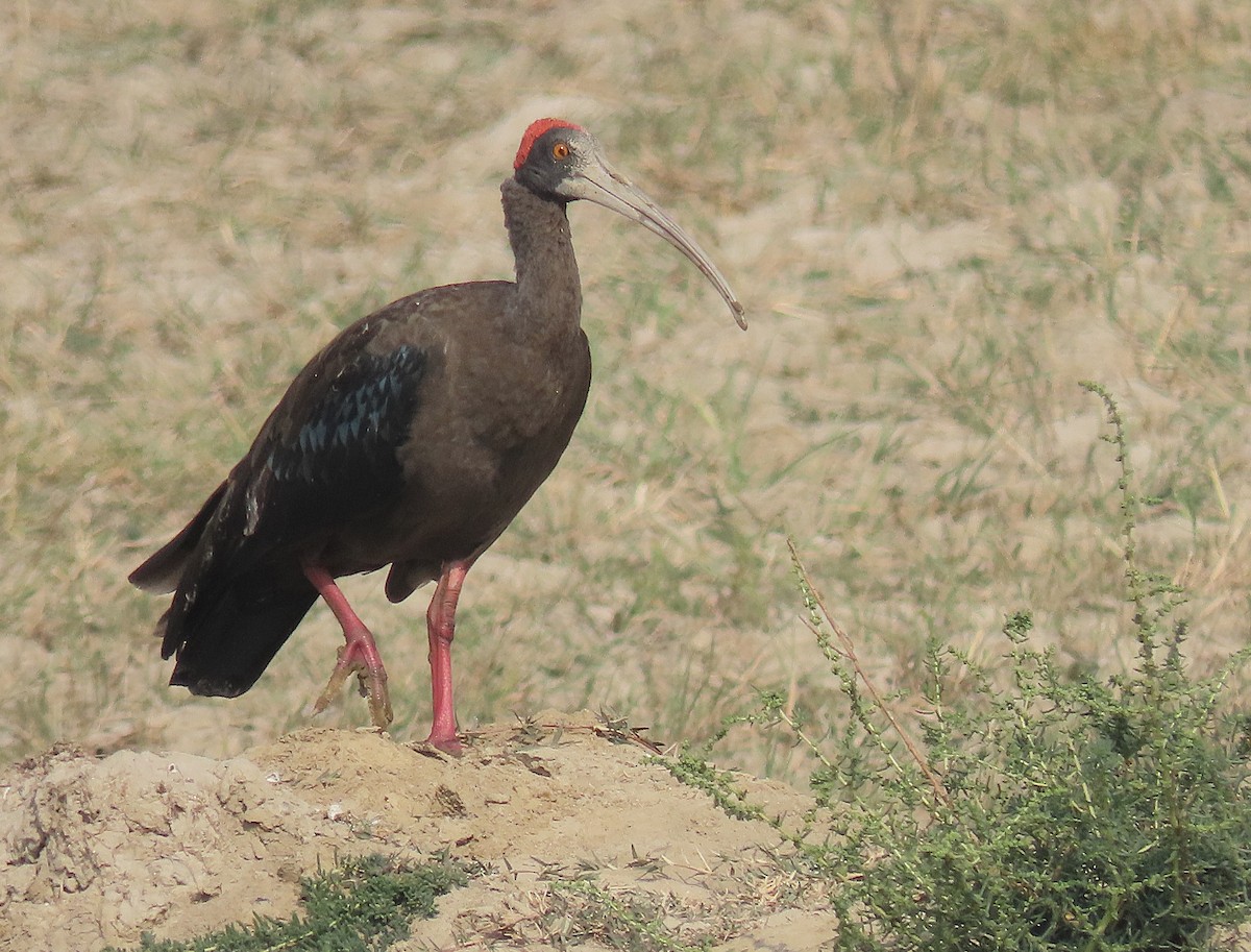 Red-naped Ibis - ML646890510