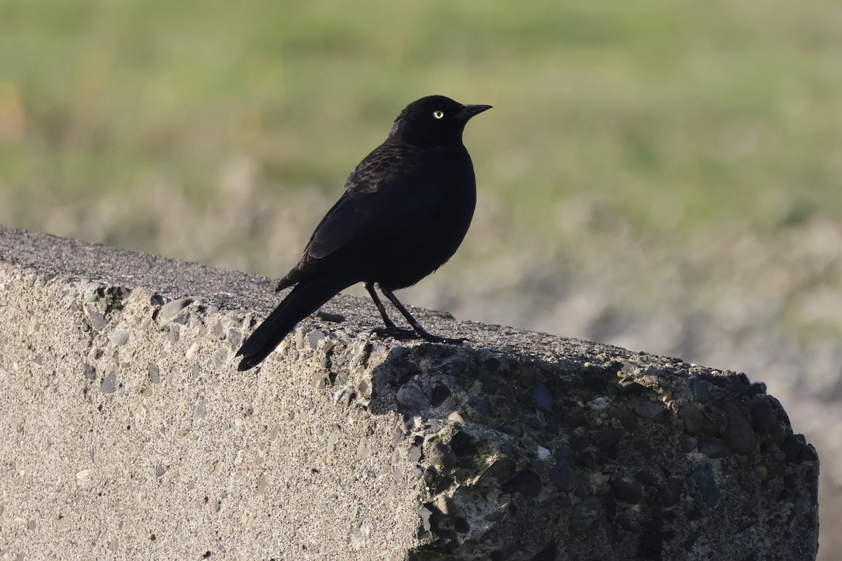 Brewer's Blackbird - ML646890514
