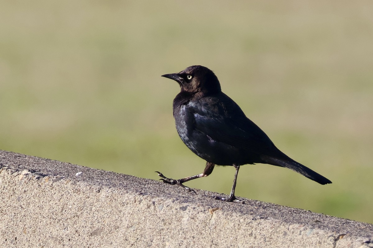 Brewer's Blackbird - ML646890517