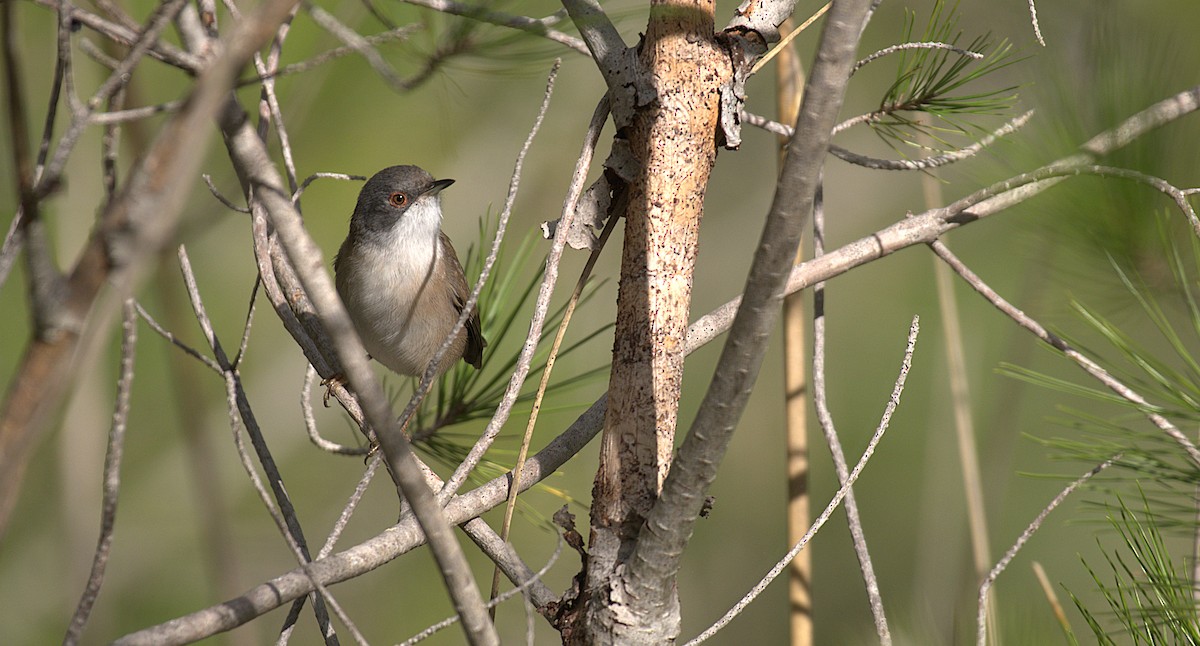 Sardinian Warbler - ML646890527