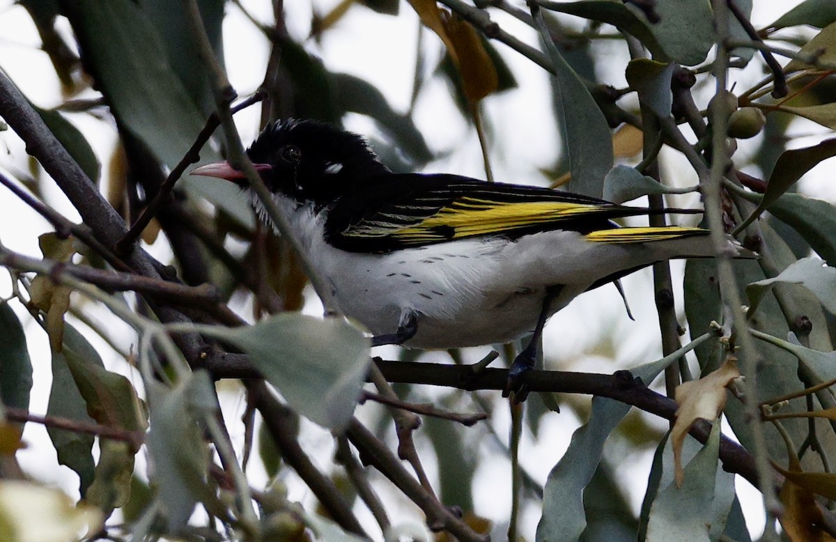 Расписной медосос - ML646890528