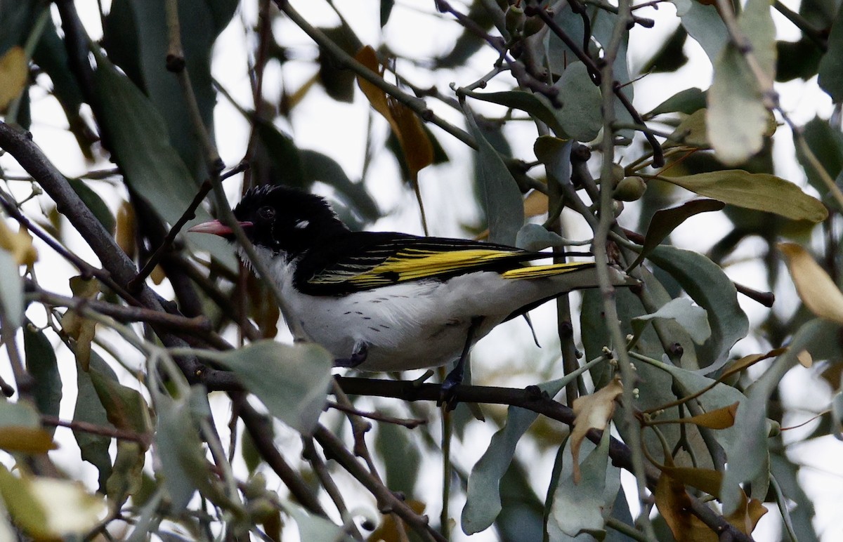 Расписной медосос - ML646890529