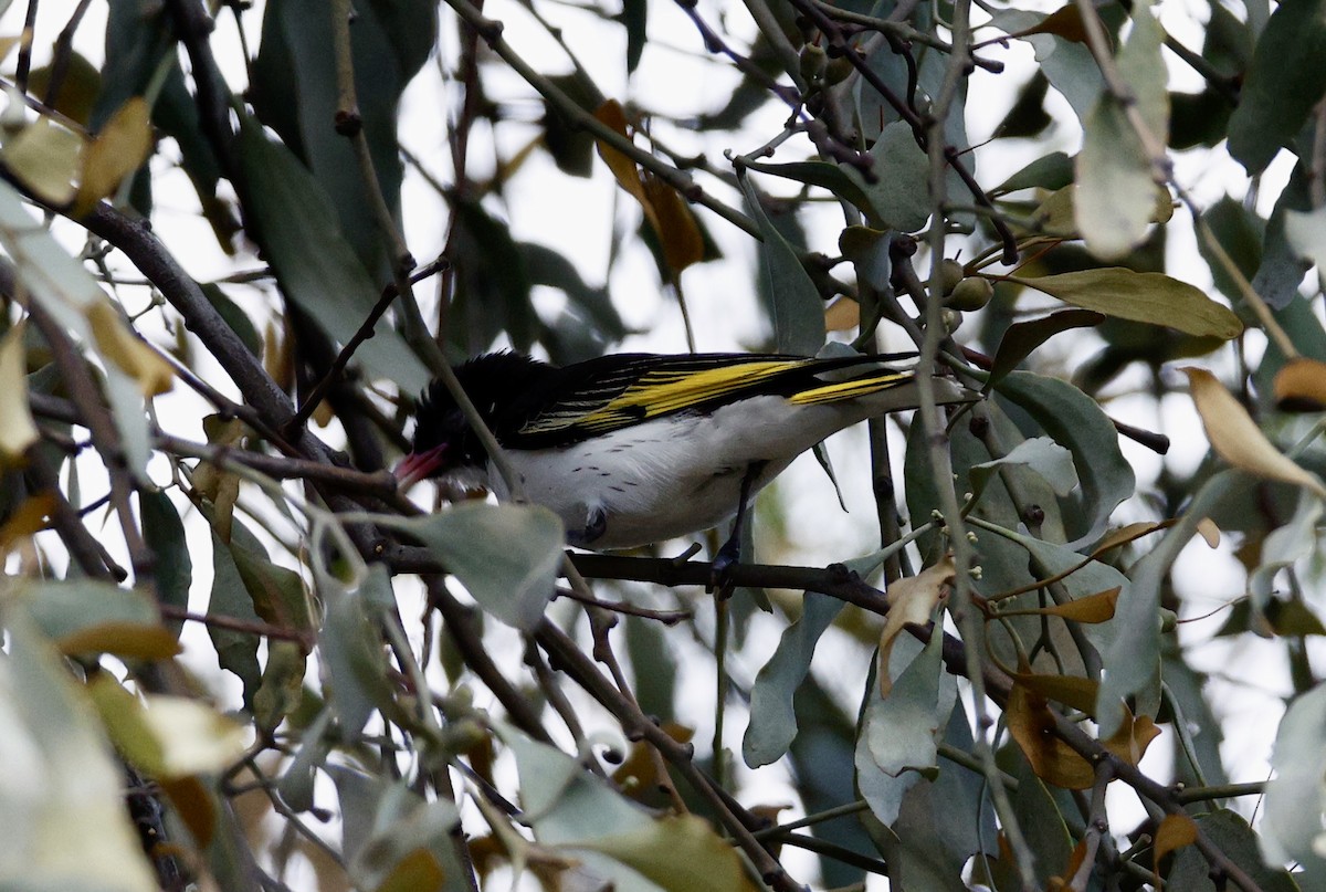 Расписной медосос - ML646890530