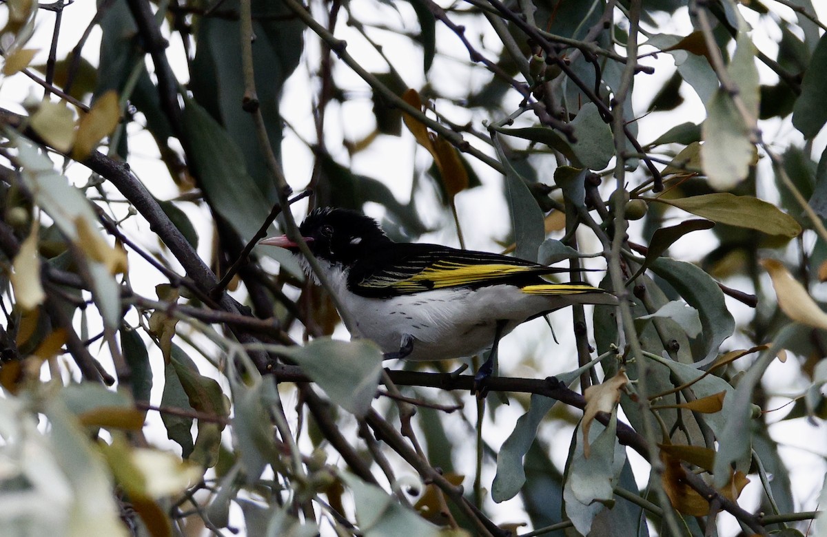 Расписной медосос - ML646890531