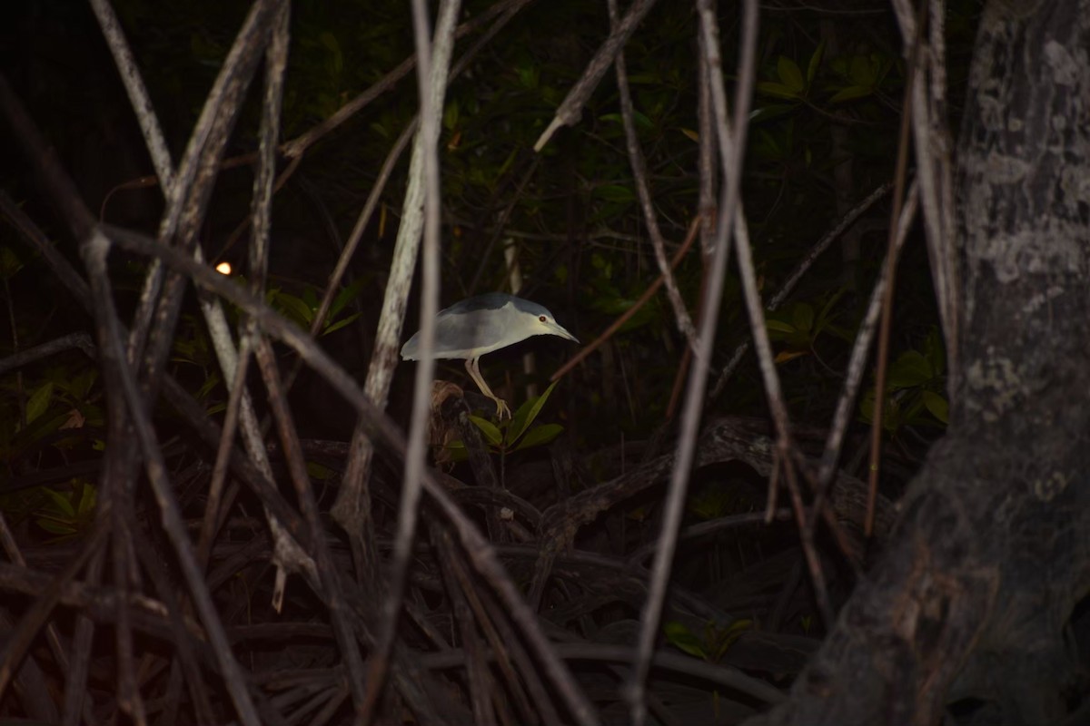 夜鷺 - ML646890532