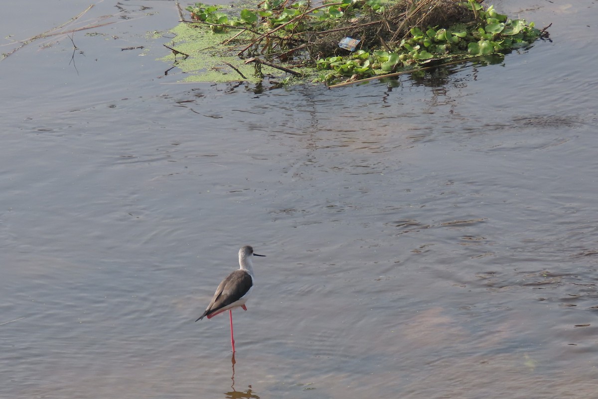 Black-winged Stilt - ML646890535