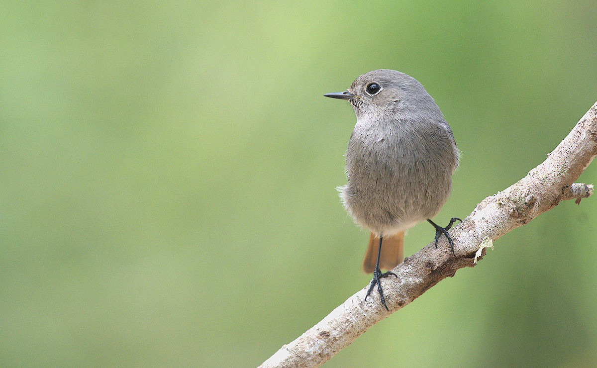 Black Redstart - ML646890536