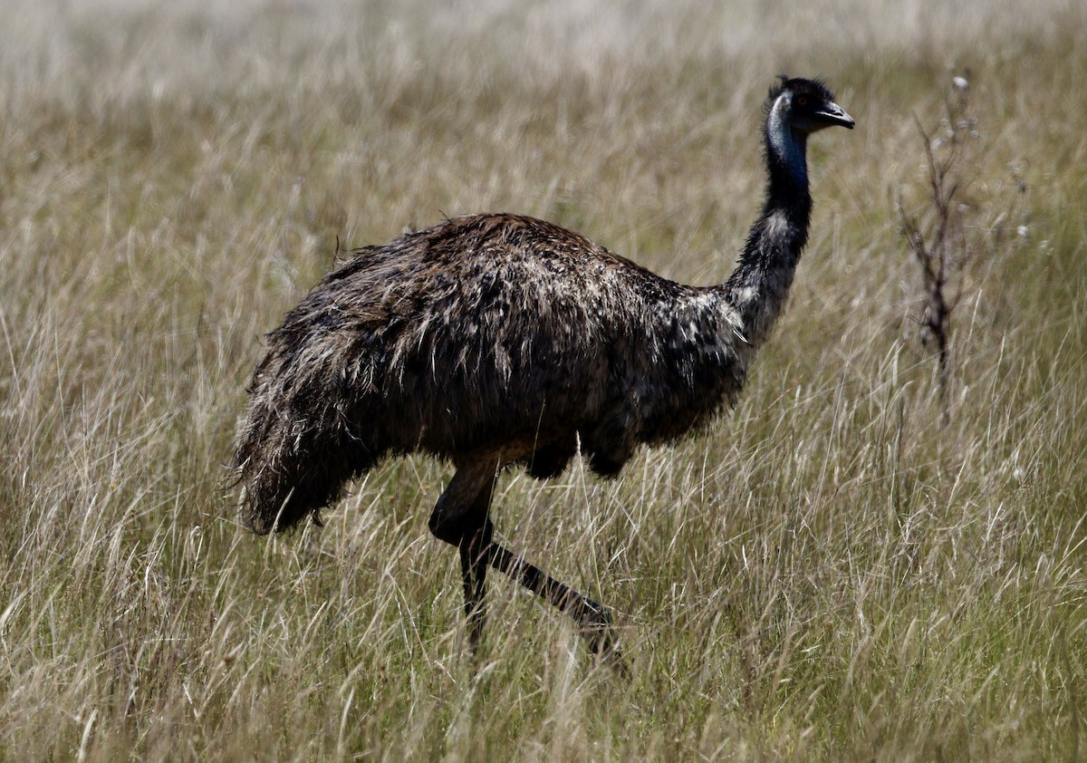 Эму - ML646890537