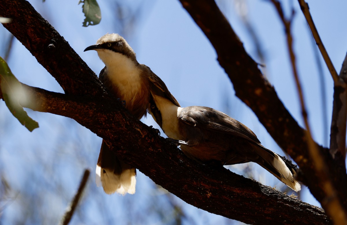 Сероголовая яху - ML646890543