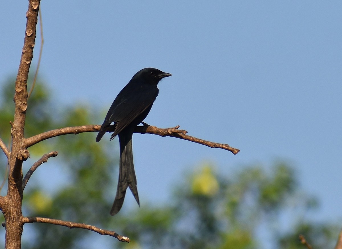 Black Drongo - ML646890544